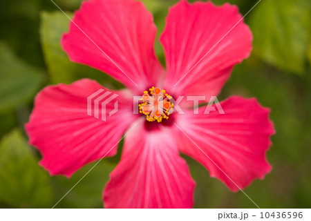 ハイビスカス 10436596