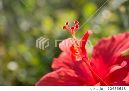 ハイビスカス ハイビスカス 10436618