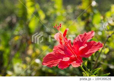 ハイビスカス ハイビスカス 10436626