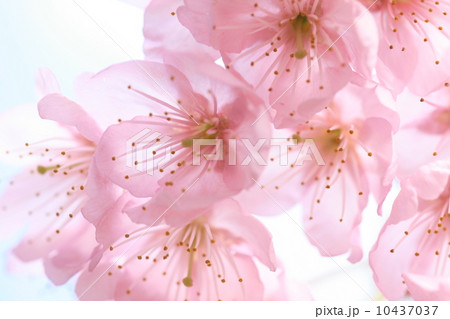 百万遍のふじ桜 10437037
