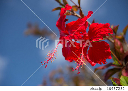 ハイビスカス 10437282