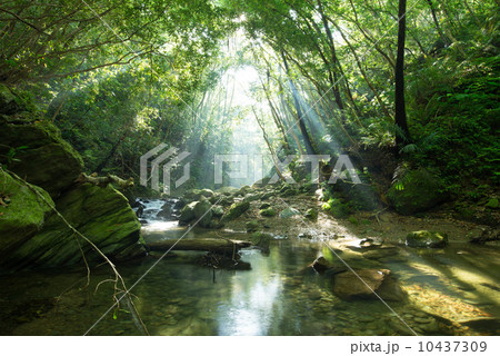 やんばるの清流 10437309