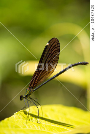 リュウキュウハグロトンボ リュウキュウハグロトンボ 10437329