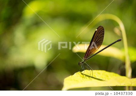 リュウキュウハグロトンボ リュウキュウハグロトンボ 10437330