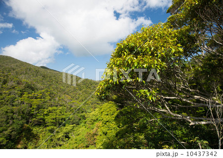 新緑のやんばる 新緑のやんばる 10437342