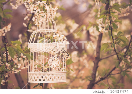 bird cage - romantic decor 10437474