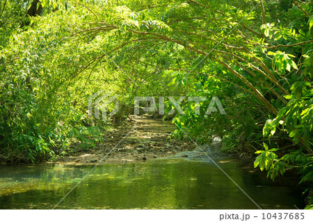 やんばるの清流 10437685