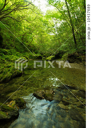 やんばるの清流(奥間川) やんばるの清流(奥間川) 10437689