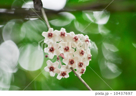 サクララン 10437697