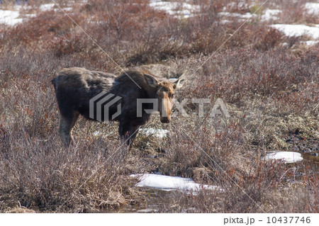 春の雌のヘラジカ 10437746