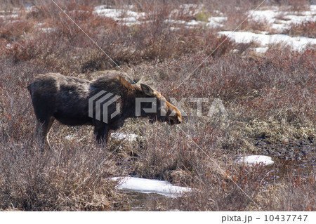 春の雌のヘラジカ 10437747