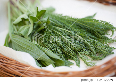 Yarrow, plantain and ladys mantle 10437779