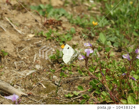 花にとまるツマキチョウの雄 10438324