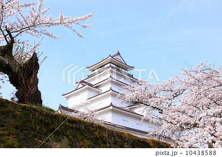 春の鶴ヶ城 10438588