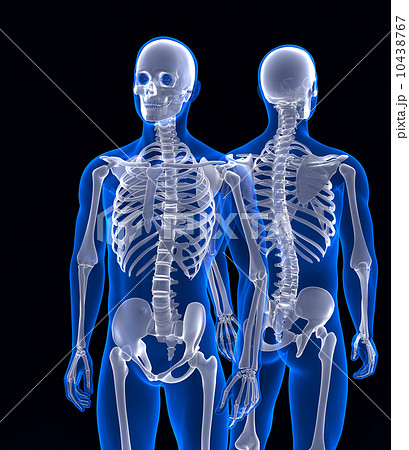 Human skeleton close up. Front and back view. Contains clipping path 10438767