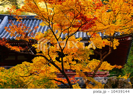 紅葉 10439144