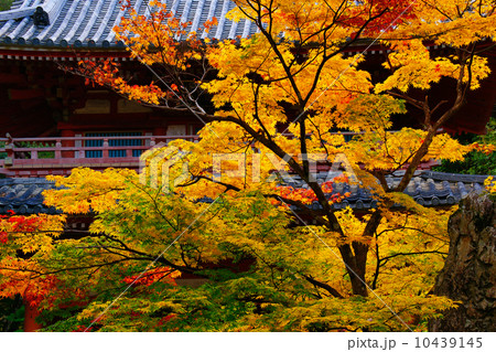 紅葉 紅葉 10439145