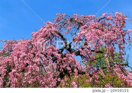 枝垂れ桃 枝垂れ桃 10439153