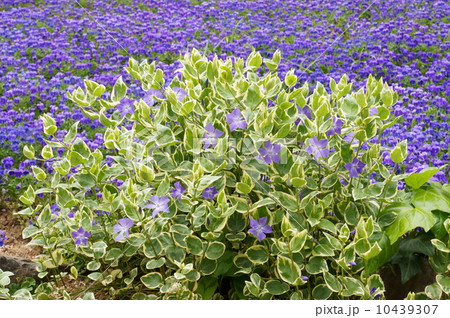 ツルニチニチソウ 10439307