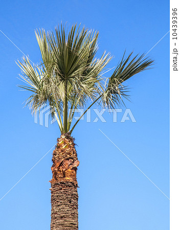 Small palm tree above clear blue sky background Small palm tree above clear blue sky background 10439396