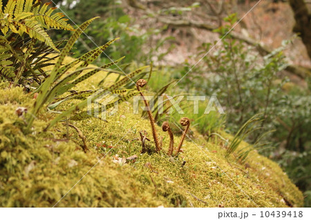 シダ植物 10439418