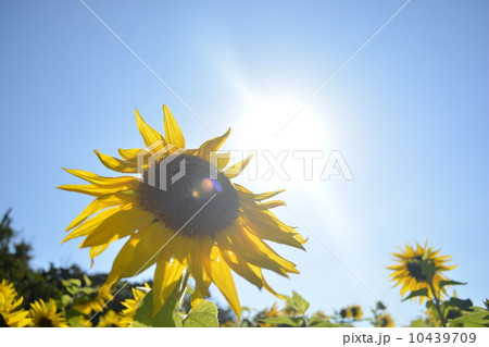 生のパワー 生のパワー 10439709