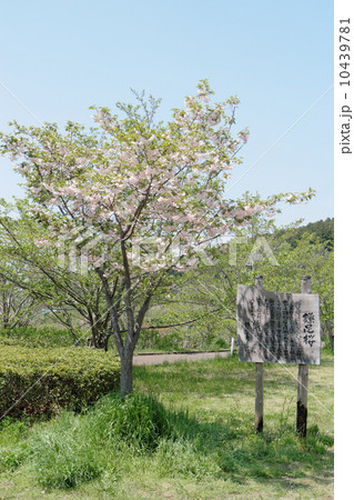 鎌足桜 (木更津市） 10439781