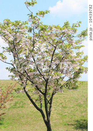 鎌足桜 (木更津市) 鎌足桜 (木更津市) 10439782