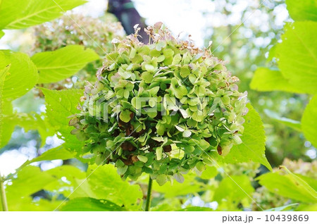 秋の風景・天然のドライフラワー「秋色紫陽花」・１輪横位置 10439869