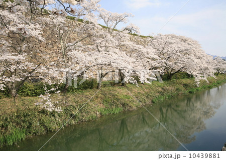 篠山城の桜 10439881