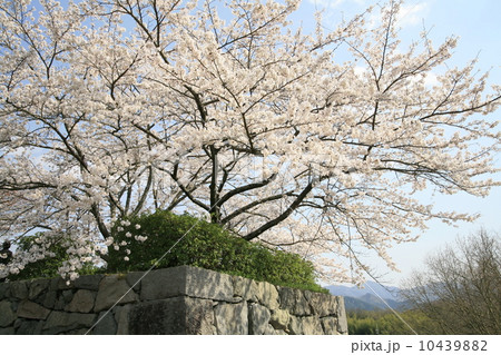 石垣に桜 10439882