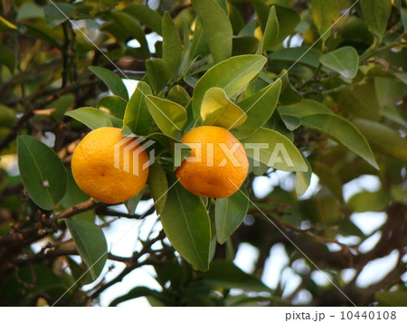 橘 10440108