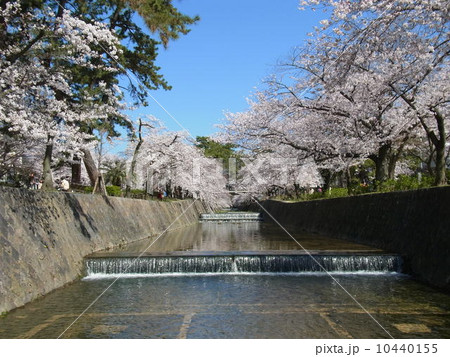 西宮市夙川沿いの桜並木 10440155