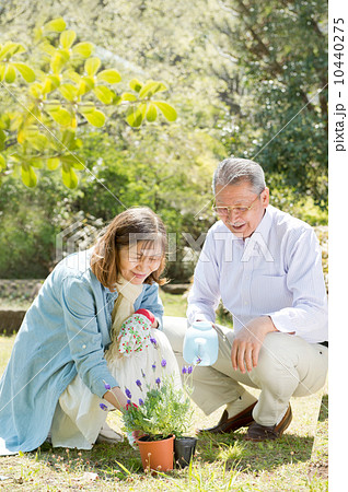 ガーデニングをするシニア夫妻 10440275