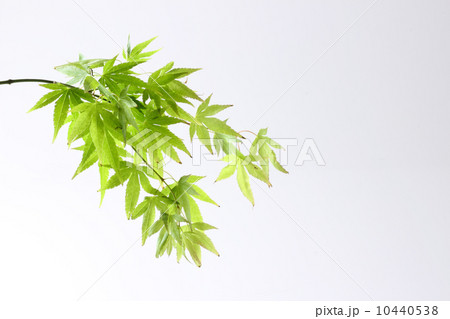 緑のもみじ 緑のもみじ 10440538