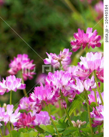 春色レンゲソウ 春色レンゲソウ 10440584