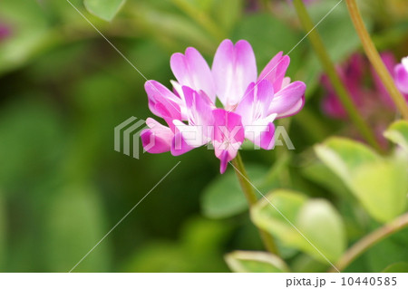 春色レンゲソウ 10440585