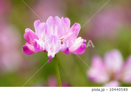 春色レンゲソウ 10440589