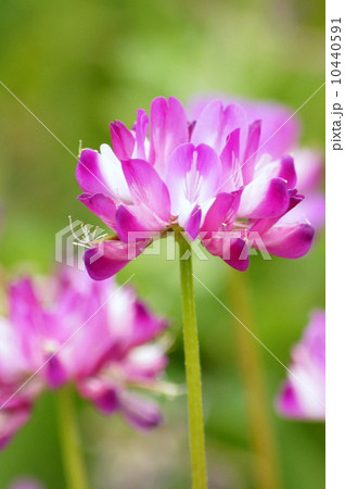 春色レンゲソウ 10440591