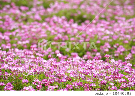 広大なレンゲソウ畑 10440592