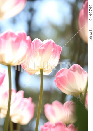 チューリップ チューリップ 10440740