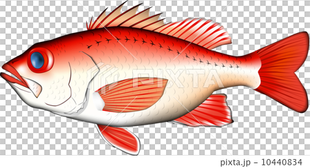 アカムツ 10440834