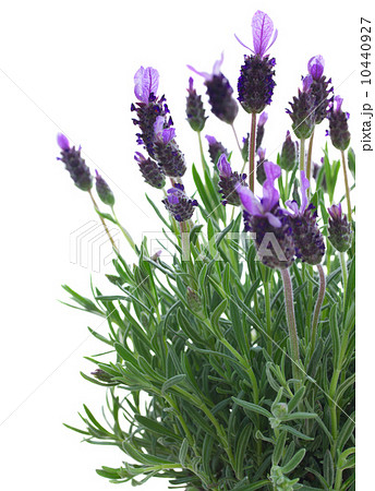 Fresh purple lavender flowers on white Fresh purple lavender flowers on white 10440927