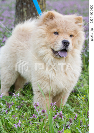 Сhow chow dog in the grass Сhow chow dog in the grass 10440930