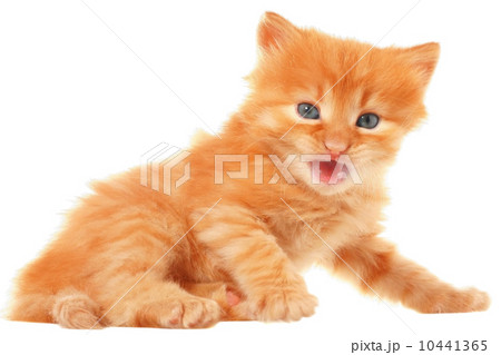Orange kitten lays on a side view Orange kitten lays on a side view 10441365