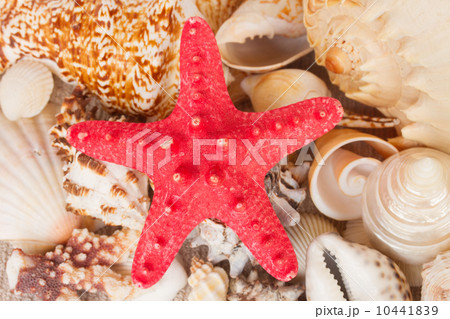 pile of seashells with starfuish  10441839