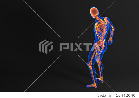 Human skeleton. Rear view. Contains clipping path 10442040