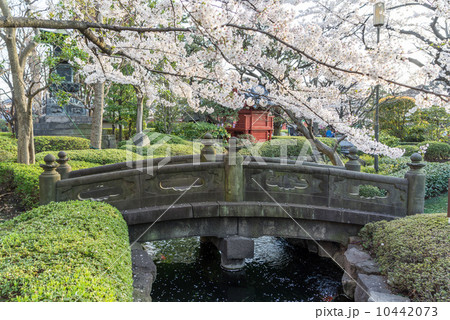 bridge, full bloom, cherry blossom bridge, full bloom, cherry blossom 10442073