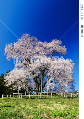 戸津辺の桜 10442667