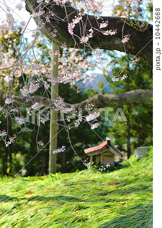 戸津辺の桜 10442668
